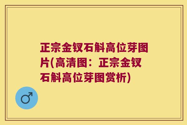 正宗金钗石斛高位芽图片(高清图:正宗金钗石斛高位芽图赏析) 正宗金钗石斛高位芽图片(高清图:正宗金钗石斛高位芽图赏析)