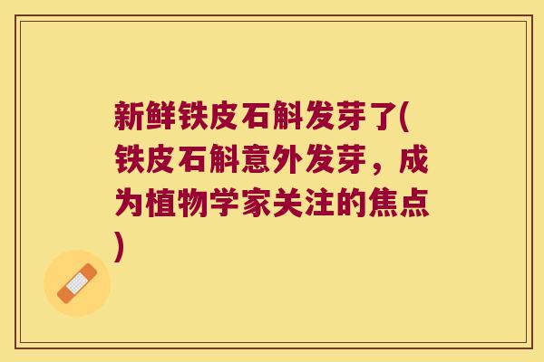 新鲜铁皮石斛发芽了(铁皮石斛意外发芽，成为植物学家关注的焦点)