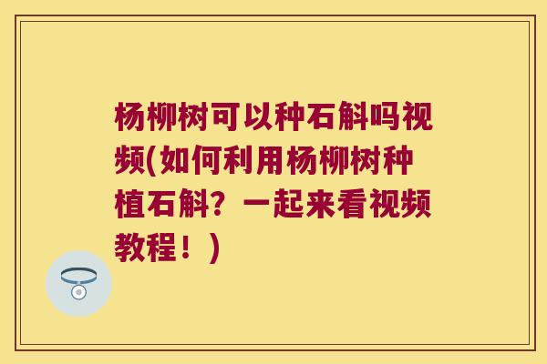 杨柳树可以种石斛吗视频(如何利用杨柳树种植石斛?一起来看视频教程!) 杨柳树可以种石斛吗视频(如何利用杨柳树种植石斛?一起来看视频教程!)