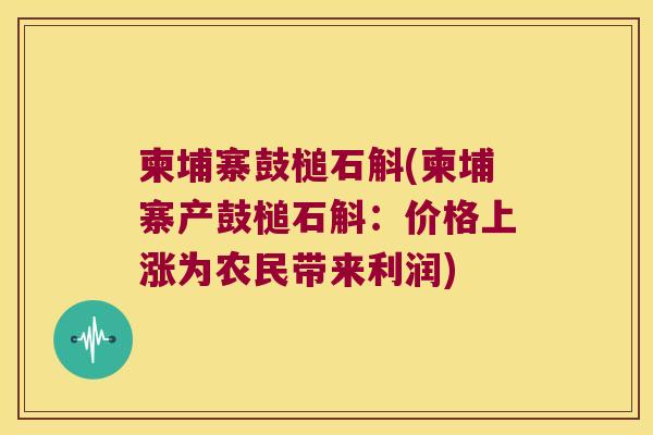 柬埔寨鼓槌石斛(柬埔寨产鼓槌石斛：价格上涨为农民带来利润)