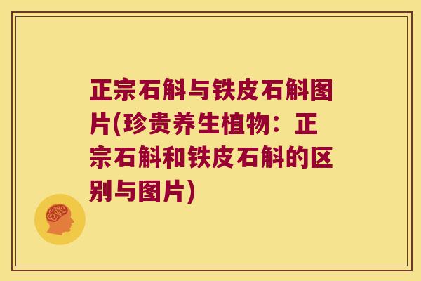 正宗石斛与铁皮石斛图片(珍贵养生植物：正宗石斛和铁皮石斛的区别与图片)