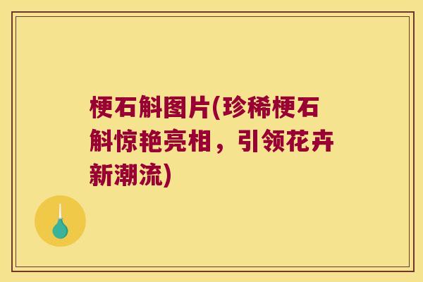 梗石斛图片(珍稀梗石斛惊艳亮相,引领花卉新潮流) 梗石斛图片(珍稀梗石斛惊艳亮相,引领花卉新潮流)