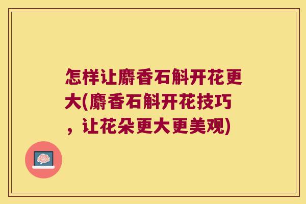 怎样让麝香石斛开花更大(麝香石斛开花技巧，让花朵更大更美观)