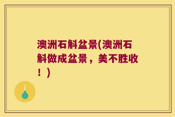 澳洲石斛盆景(澳洲石斛做成盆景，美不胜收！)
