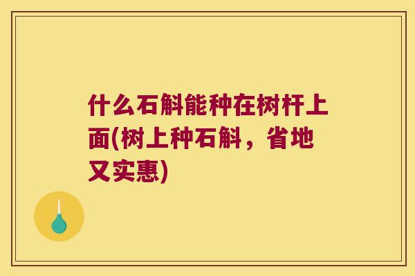 什么石斛能种在树杆上面(树上种石斛,省地又实惠) 什么石斛能种在树杆上面(树上种石斛,省地又实惠)