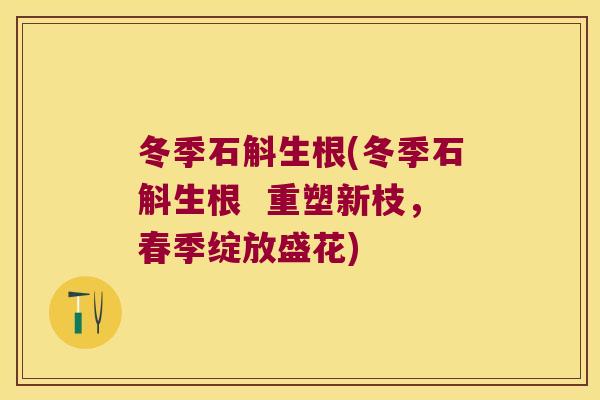 冬季石斛生根(冬季石斛生根  重塑新枝，春季绽放盛花)