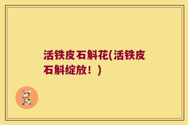 活铁皮石斛花(活铁皮石斛绽放！)