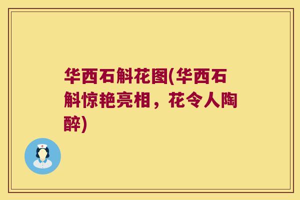 华西石斛花图(华西石斛惊艳亮相，花令人陶醉)