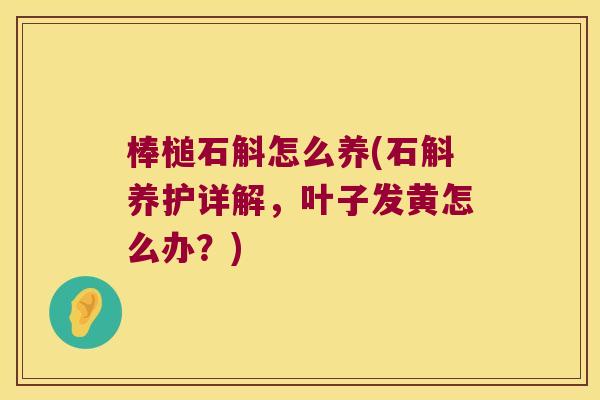 棒槌石斛怎么养(石斛养护详解，叶子发黄怎么办？)