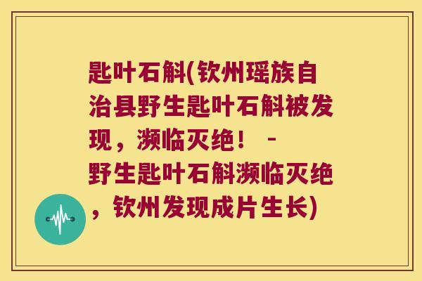 匙叶石斛(钦州瑶族自治县野生匙叶石斛被发现，濒临灭绝！ - 野生匙叶石斛濒临灭绝，钦州发现成片生长)