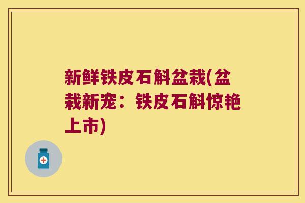 新鲜铁皮石斛盆栽(盆栽新宠：铁皮石斛惊艳上市)