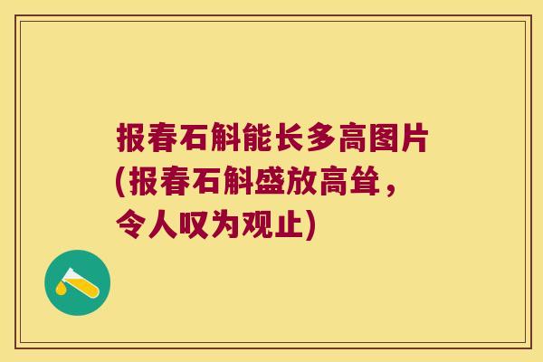 报春石斛能长多高图片(报春石斛盛放高耸，令人叹为观止)