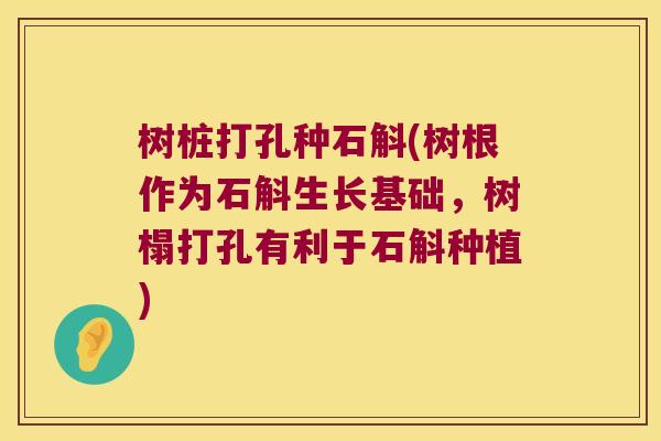 树桩打孔种石斛(树根作为石斛生长基础，树榻打孔有利于石斛种植)