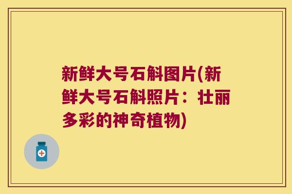 新鲜大号石斛图片(新鲜大号石斛照片：壮丽多彩的神奇植物)
