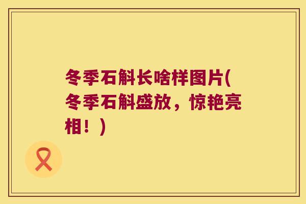 冬季石斛长啥样图片(冬季石斛盛放，惊艳亮相！)