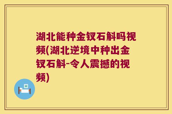 湖北能种金钗石斛吗视频(湖北逆境中种出金钗石斛-令人震撼的视频)
