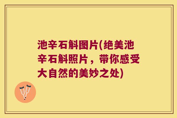 池辛石斛图片(绝美池辛石斛照片，带你感受大自然的美妙之处)