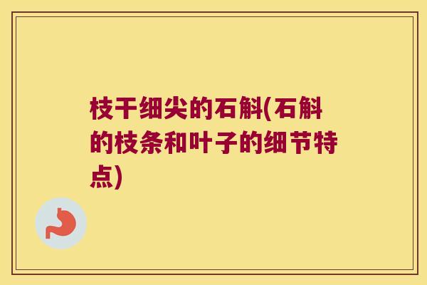 枝干细尖的石斛(石斛的枝条和叶子的细节特点)