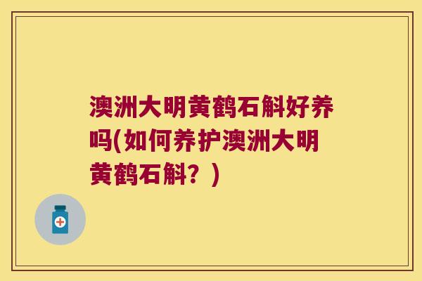 澳洲大明黄鹤石斛好养吗(如何养护澳洲大明黄鹤石斛？)