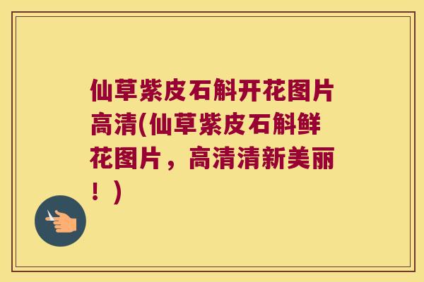 仙草紫皮石斛开花图片高清(仙草紫皮石斛鲜花图片，高清清新美丽！)