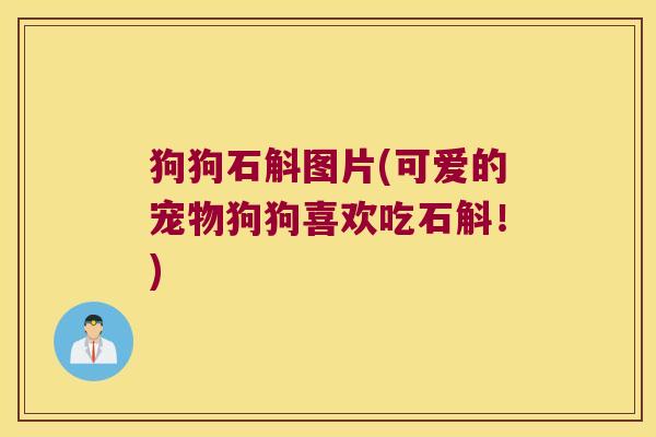 狗狗石斛图片(可爱的宠物狗狗喜欢吃石斛！)
