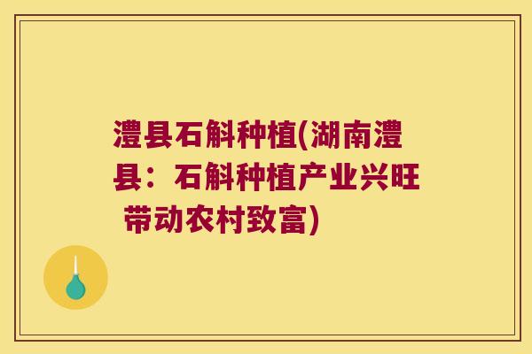 澧县石斛种植(湖南澧县：石斛种植产业兴旺 带动农村致富)