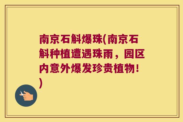 南京石斛爆珠(南京石斛种植遭遇珠雨，园区内意外爆发珍贵植物！)