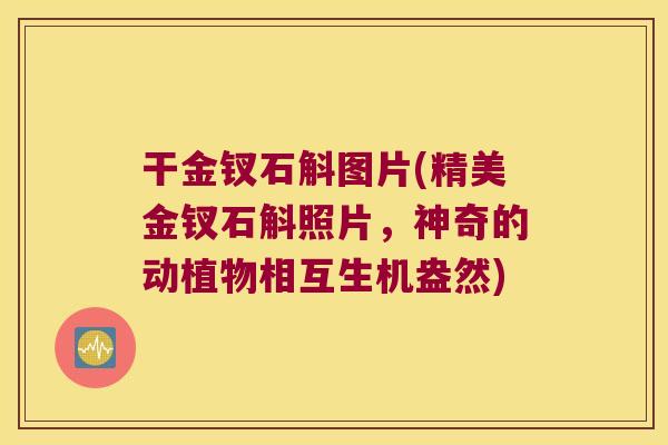 干金钗石斛图片(精美金钗石斛照片，神奇的动植物相互生机盎然)