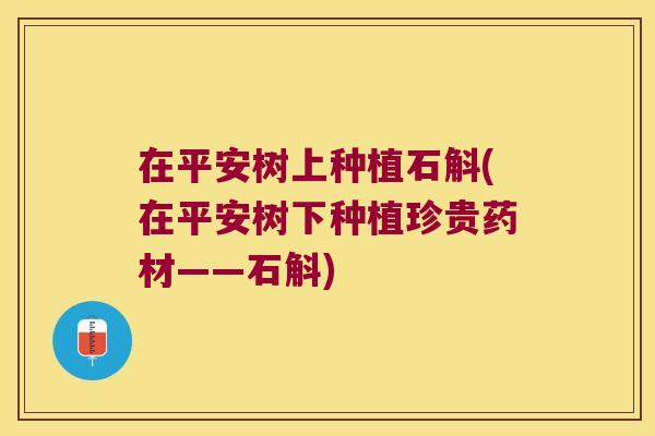 在平安树上种植石斛(在平安树下种植珍贵药材——石斛) 在平安树上种植石斛(在平安树下种植珍贵药材——石斛)