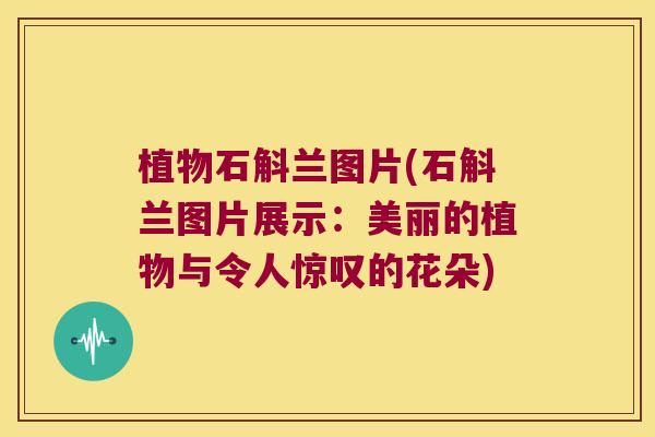 植物石斛兰图片(石斛兰图片展示：美丽的植物与令人惊叹的花朵)