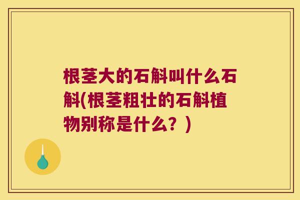 根茎大的石斛叫什么石斛(根茎粗壮的石斛植物别称是什么？)