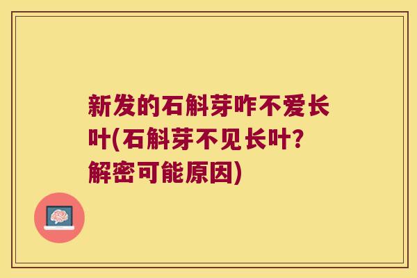 新发的石斛芽咋不爱长叶(石斛芽不见长叶？解密可能原因)