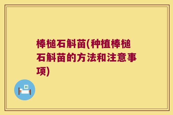 棒槌石斛苗(种植棒槌石斛苗的方法和注意事项)