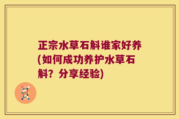 正宗水草石斛谁家好养(如何成功养护水草石斛?分享经验) 正宗水草石斛谁家好养(如何成功养护水草石斛?分享经验)