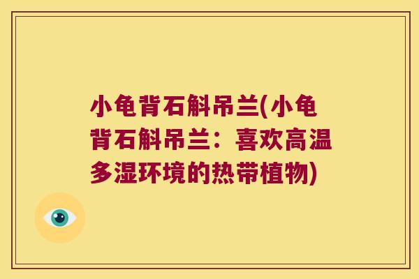 小龟背石斛吊兰(小龟背石斛吊兰：喜欢高温多湿环境的热带植物)