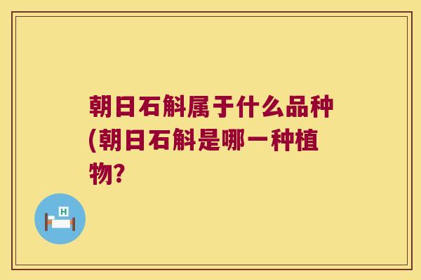 朝日石斛属于什么品种(朝日石斛是哪一种植物？