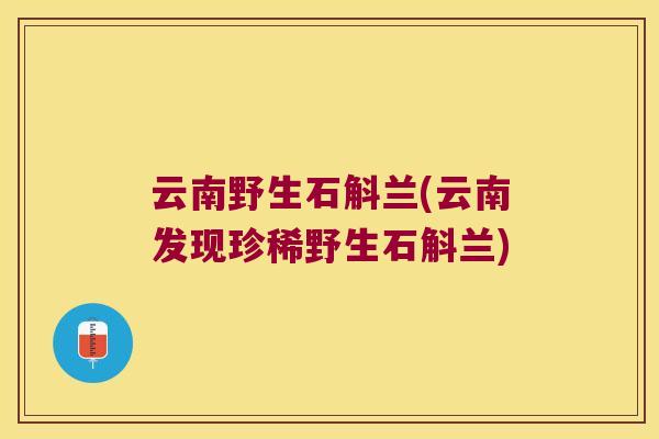 云南野生石斛兰(云南发现珍稀野生石斛兰) 云南野生石斛兰(云南发现珍稀野生石斛兰)