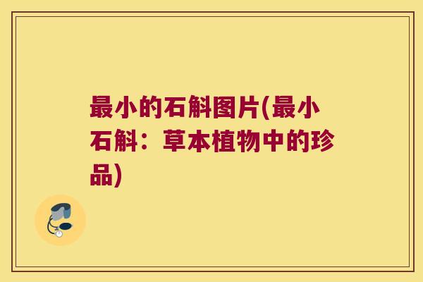 最小的石斛图片(最小石斛：草本植物中的珍品)