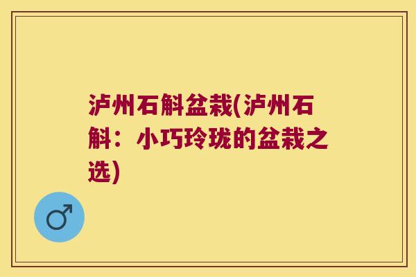泸州石斛盆栽(泸州石斛：小巧玲珑的盆栽之选)