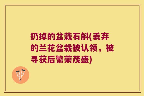 扔掉的盆栽石斛(丢弃的兰花盆栽被认领，被寻获后繁荣茂盛)
