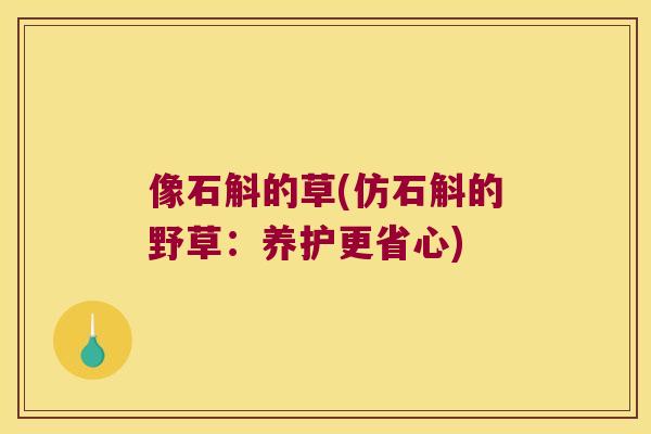 像石斛的草(仿石斛的野草：养护更省心)