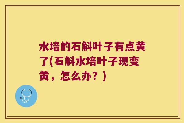 水培的石斛叶子有点黄了(石斛水培叶子现变黄，怎么办？)