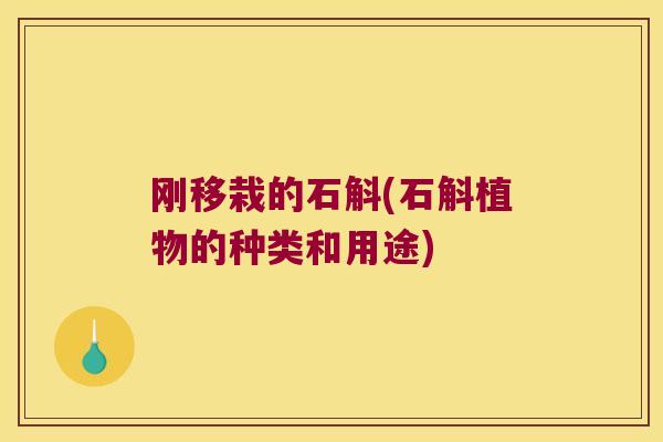 刚移栽的石斛(石斛植物的种类和用途) 刚移栽的石斛(石斛植物的种类和用途)