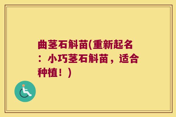 曲茎石斛苗(重新起名：小巧茎石斛苗，适合种植！)
