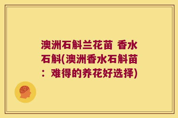 澳洲石斛兰花苗 香水石斛(澳洲香水石斛苗:难得的养花好选择) 澳洲石斛兰花苗 香水石斛(澳洲香水石斛苗:难得的养花好选择)