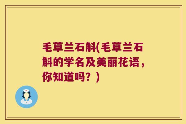 毛草兰石斛(毛草兰石斛的学名及美丽花语，你知道吗？)