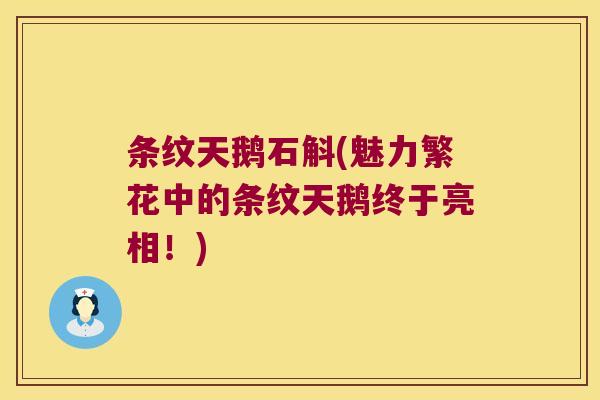 条纹天鹅石斛(魅力繁花中的条纹天鹅终于亮相！)