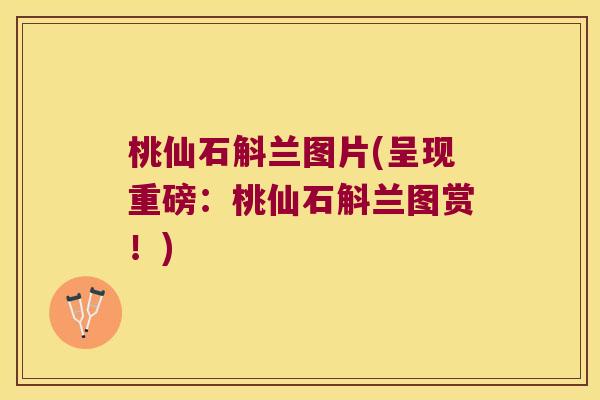 桃仙石斛兰图片(呈现重磅:桃仙石斛兰图赏!) 桃仙石斛兰图片(呈现重磅:桃仙石斛兰图赏!)