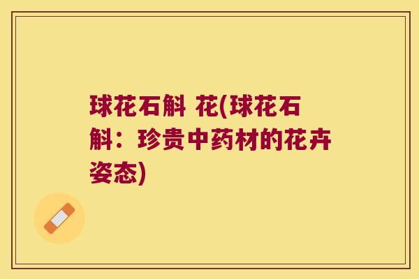 球花石斛 花(球花石斛：珍贵中药材的花卉姿态)