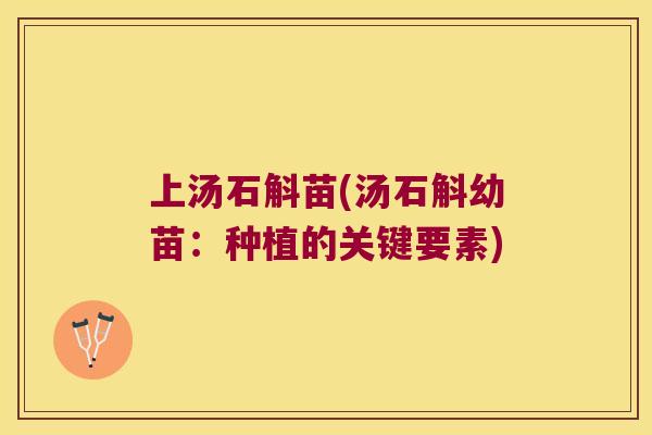 上汤石斛苗(汤石斛幼苗：种植的关键要素)